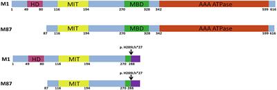 A novel truncating variant of SPAST associated with hereditary spastic paraplegia indicates a haploinsufficiency pathogenic mechanism